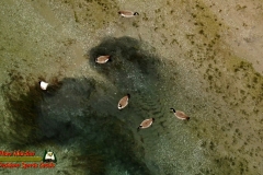 Colorado-River-Geese-Mavic2-Zoom-12-15-2021-mpv-shot0001