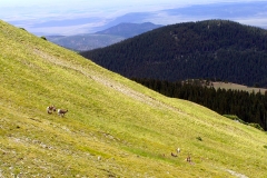 Bighorn-1
