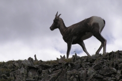 Bighorn-11