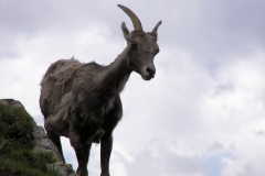 Bighorn-14