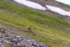 Bighorn-2