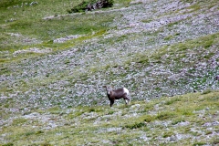 Bighorn-3