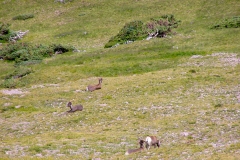Bighorn-4