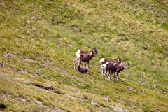 Bighorn-5