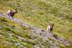 Bighorn-6