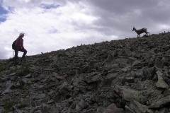 Bighorn-9
