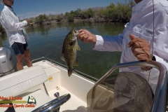 Bass-Fishing-Lake-Mohave-04-27-2020