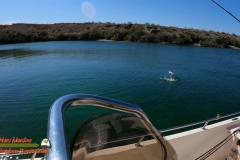 Bass-Fishing-Lake-Mohave-Hero9-04-19-2021-Jumping