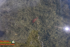 Lake-Mohave-October-Boat-Picnic-Action5-10-24-2024_000535_04