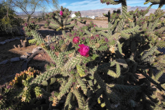 Cholla-Cactus-Bloom-Action4-04-27-2025