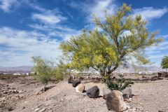 Palo Verde