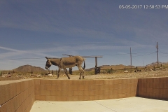 05-05-2017-Burro