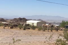 05-27-2017-Burros