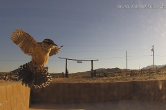 06-30-2017-BugEater-Misses-Us