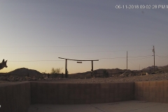 Coyote-6-11-2018
