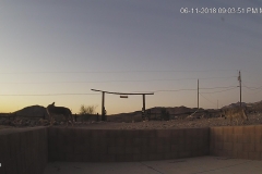 Coyotes-6-11-2018