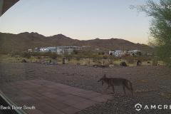 Coyote-07-16-2019