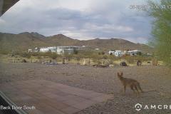 Coyote