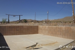 Roadrunner-06-02-2019