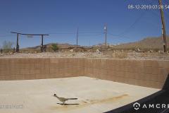 Roadrunner-08-12-2019