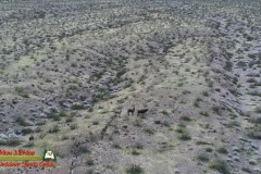 Burros-Anafi-01-21-2020