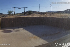 Coyote-05-24-2020
