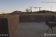Coyote-09-10-2020