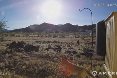 Coyote-East-05-24-2020