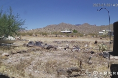 Jack-Rabbit-07-08-2020