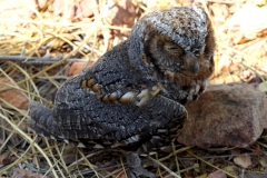 Owl-FZ2500-09-27-2020