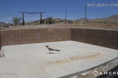 Roadrunner-06-21-2020