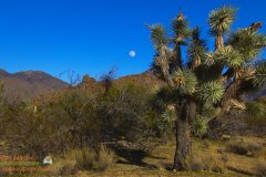 Saguaro-Garden-Lumix-FZ80-01-08-2020-Darktable-P1000330