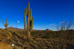 Saguaro-Garden-Lumix-FZ80-01-08-2020-Darktable-P1000361