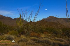Saguaro-Garden-Lumix-FZ80-01-08-2020-Darktable-P1000365