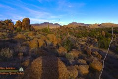 Saguaro-Garden-Lumix-FZ80-01-08-2020-Darktable-P1000386