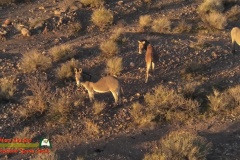 Wild-Burros-Lake-Mohave-Anafi-01-12-2020