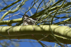 Hummingbird-on-Nest-FZ2500-03-03-2024-P1110162