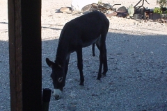 6_208dcbf5d56bac5849b78bb49d0f900a