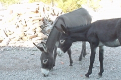 6_d1c519ab05266deee8fbb69af2cdf4f0