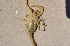 scorpion