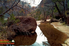 Emerald-Pools-Trail-Zion-Pocket2-12-07-2021