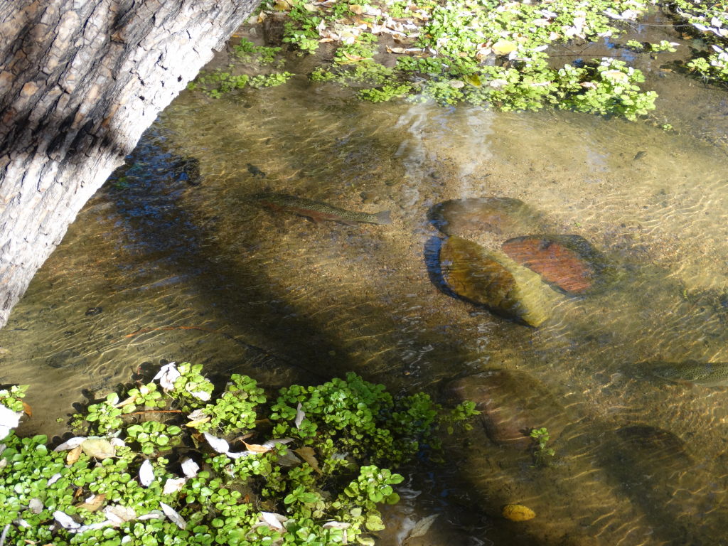 Tonto Creek Zane Grey Cabin Site