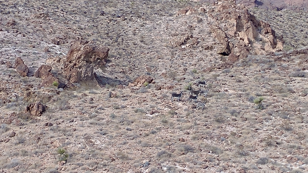 Burros near pottery cave