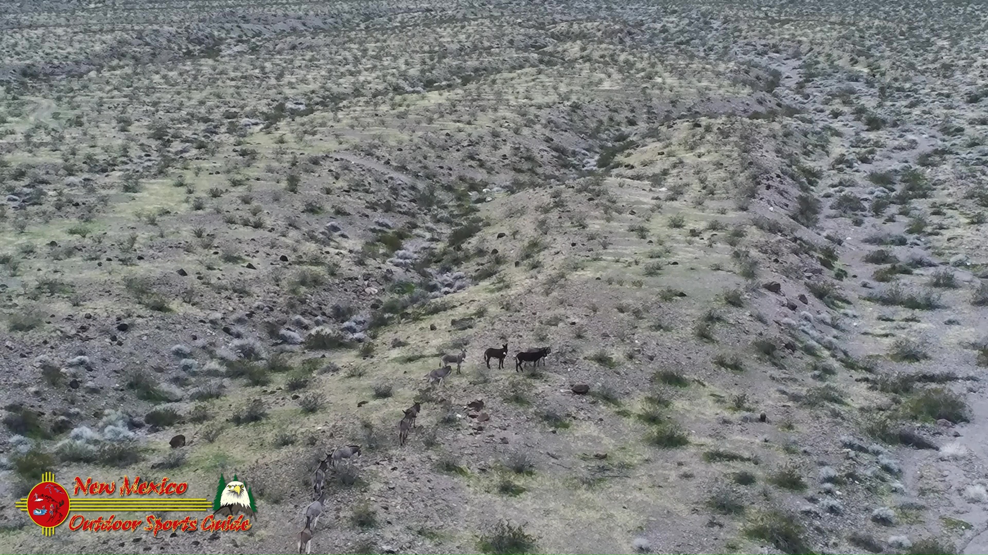 Wild Burros Mile West Mine Trail