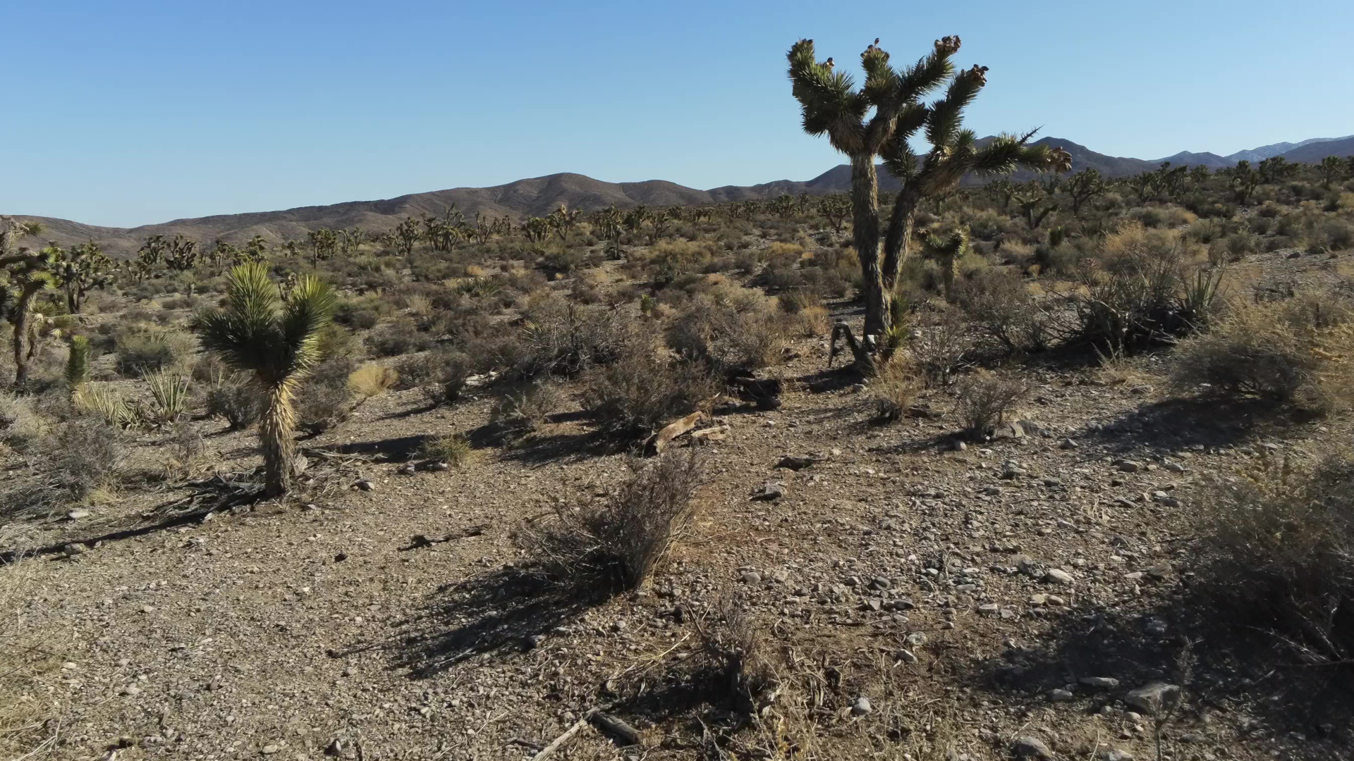 Joshua Tree Forest Mt Charleston Las Vegas Nevada