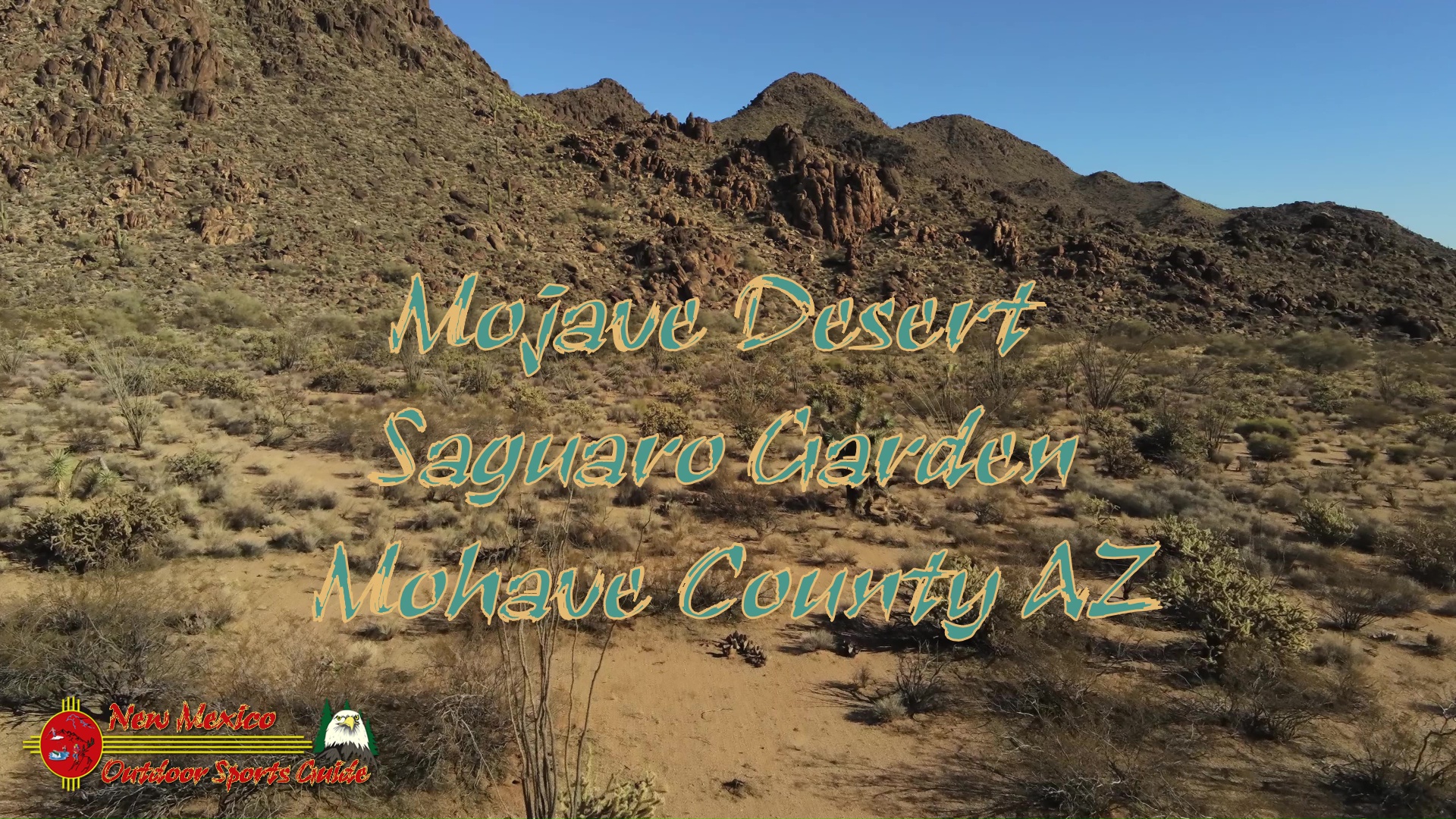 Mojave Desert Saguaro Garden