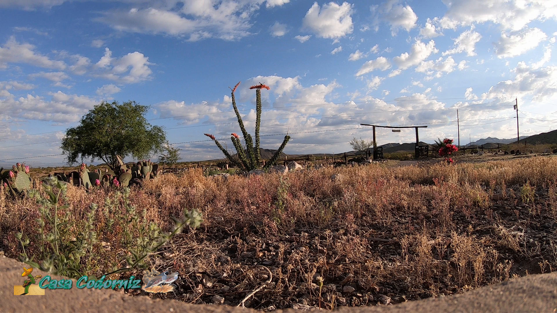 Hummingbird Dancing on an Ocotillo Flower Timelapse