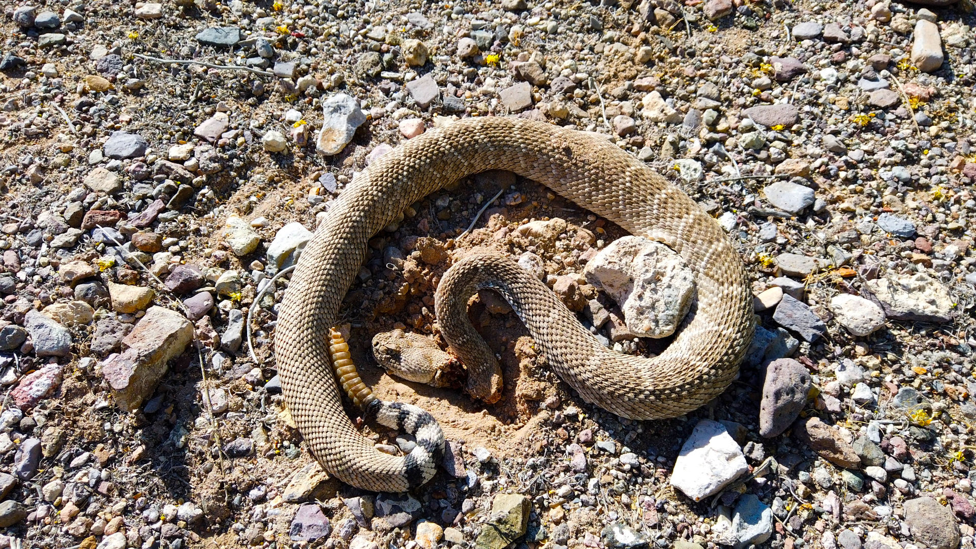 Western Diamondback Rattlesnake Osmo Pocket
