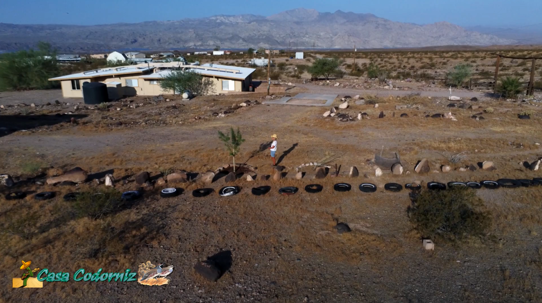 Desert Museum Palo Verde