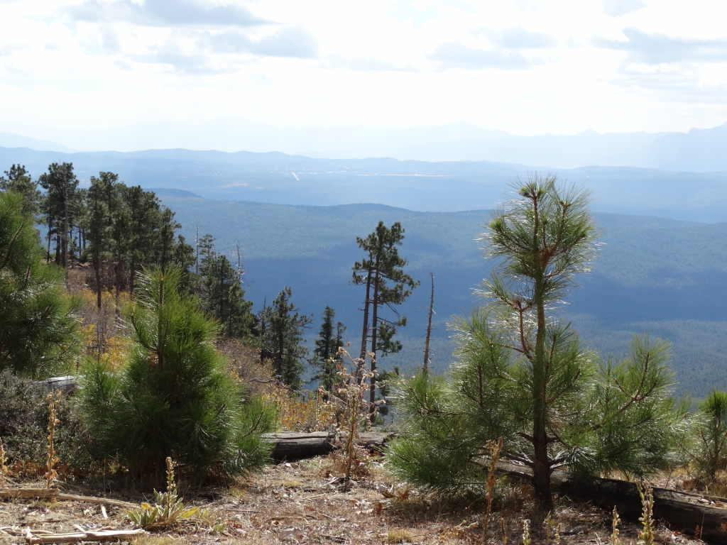 Payson Mogollon Rim - Dad's Favorite Lookout